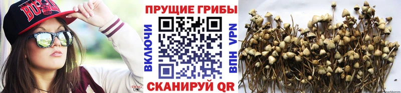 Галлюциногенные грибы GOLDEN TEACHER  Азнакаево 